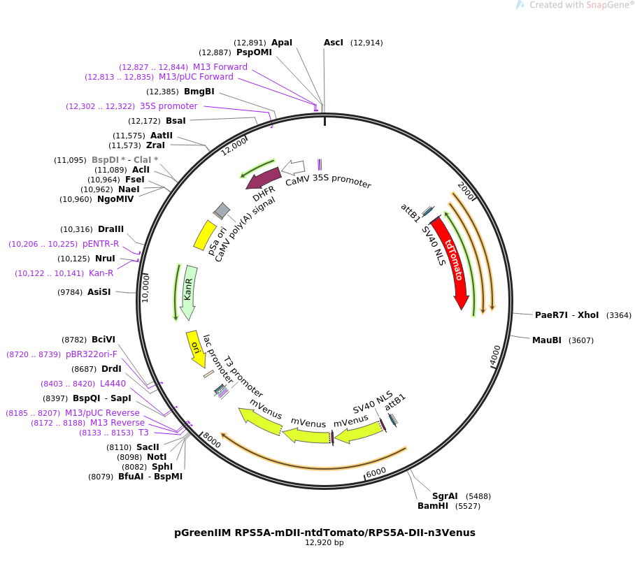 pGreenIIM RPS5A-mDII-ntdTomatoRPS5A-DII-n3Venus质粒图谱